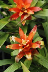Bromeliad flower in the garden with nature