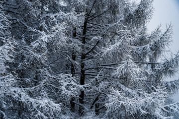 The trees in the Park after the snowfall are completely covered with snow.