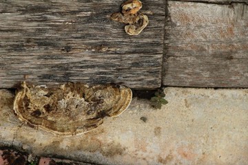 Lingzhi mushroom or Ganoderma lucidum with nature