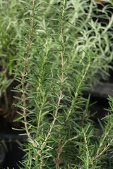 Fototapeta premium Rosemary in pot with nature at garden
