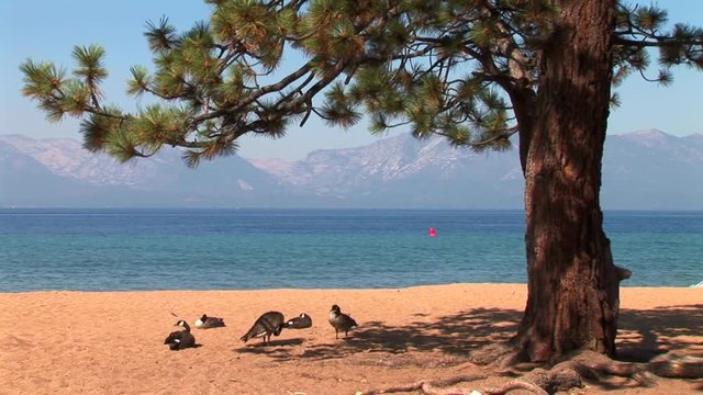 Nevada Beach Geese-2