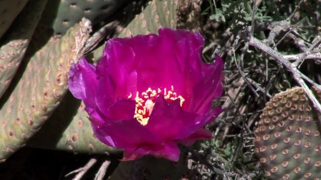 Purple Cactus Flower-cu-zoom