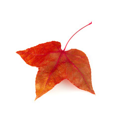 Dried maple leaves isolated over white background.