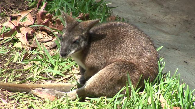 Wallaby Rests