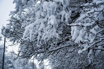 The trees in the Park after the snowfall are completely covered with snow.