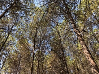 Obraz premium Bosque arboles