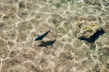 Coral fish in the Red Sea. Green and blue big fish in clear water. Egypt
