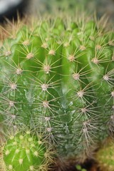 Beautiful small the cactus in the pot