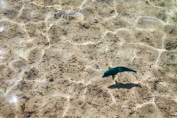 Coral fish in the Red Sea. Green and blue big fish in clear water. Egypt