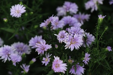 Obraz premium Purple flower is beauty in the garden