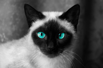 Siamois regard © Rodolphe