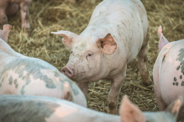 Young pink pigs in the farm. Animal protection concept