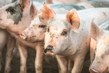 Young pink pigs in the farm. Animal protection concept