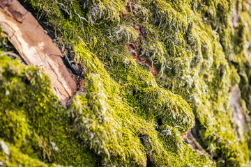 Moss on the tree bark