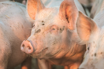 Young pink pigs in the farm. Animal protection concept