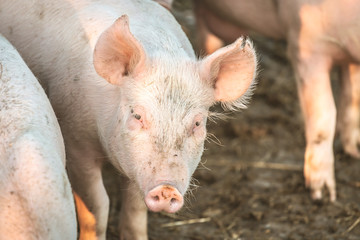 Young pink pigs in the farm. Animal protection concept