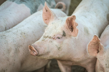 Young pink pigs in the farm. Animal protection concept