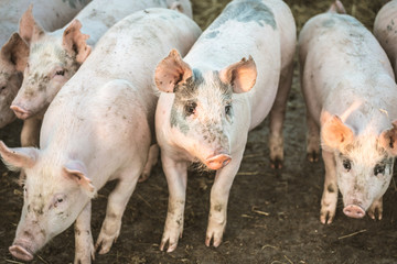 Young pink pigs in the farm. Animal protection concept