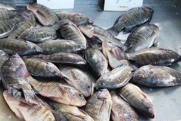 Fresh fish for cooking at street food