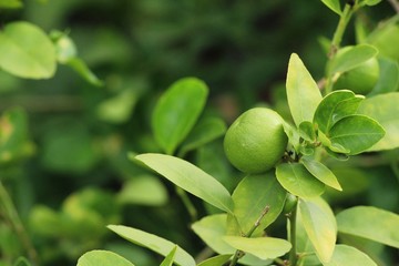 Obraz na płótnie Canvas Lemon on the tree in the garden