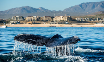 Tail fin of the mighty humpback whale (Megaptera novaeangliae).