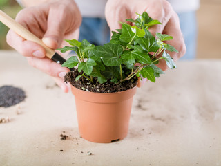 Plant transplantation. Home flora care concept. Hands replanting houseplant.