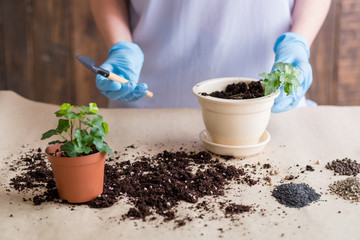 Gardener at work. Indoor gardening hobby. Woman in rubber gloves engaged in replanting hold shovel.