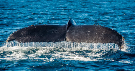 Tail fin of the mighty humpback whale (Megaptera novaeangliae).