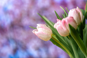 Fresh tulip flowers with colored spring background