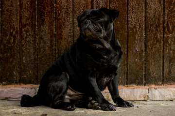 Obraz premium perro meditando