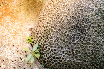 Closeup of white corals, Coral texture 