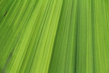 Fototapeta premium Green leaf background is beauty in nature