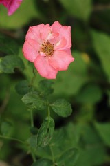 Beautiful roses is blooming in the garden