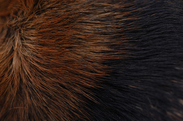dog hair