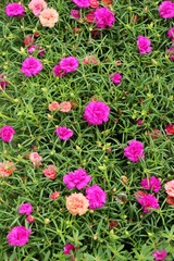 Beautiful bloom colorful flowers in the garden