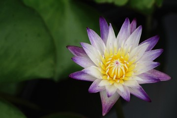 Beautiful lotus in the pond with nature