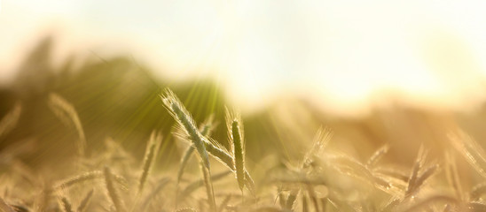 Fototapeta premium getreide ähren sonne natur banner