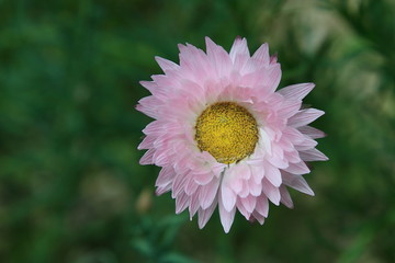 Obraz premium Dahlia flower macro photography