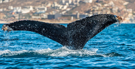 Obraz premium Tail fin of the mighty humpback whale (Megaptera novaeangliae).