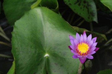 Obraz premium Beautiful lotus in the pond with nature