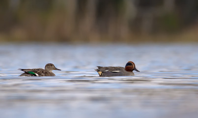 Pair of Male and female eurasian teals swim together from side view over some water lake in early...