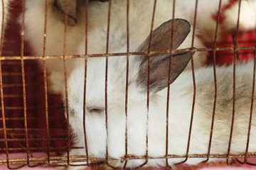 Obraz premium Rabbit white is lovely in the cage