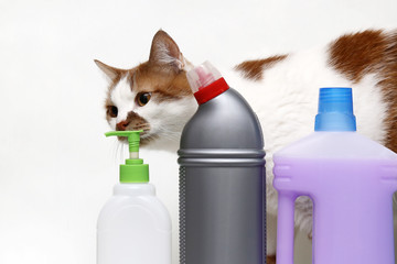 Red cat sniffs detergent in plastic containers and bottles isolated on white background. Household chemicals for cleaning the house.