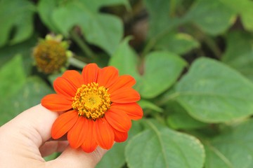 Dailsy flower is beautiful in the vase