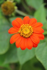 Dailsy flower is beautiful in the vase