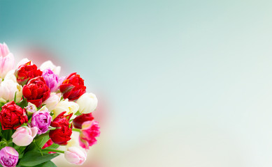 Fresh tulips flowers