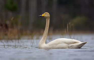 Lonely whooper swan swims on grey waters of small pond in dark spring time