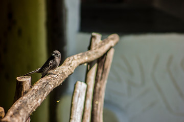 pajarito