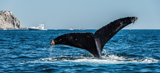 Tail fin of the mighty humpback whale (Megaptera novaeangliae).