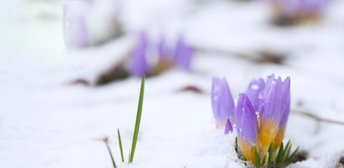 Crocus in the snow-covered garden, snowdrop flower